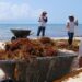 🌊VIDEO// Más marinos retirarán sargazo en Playa del Carmen
