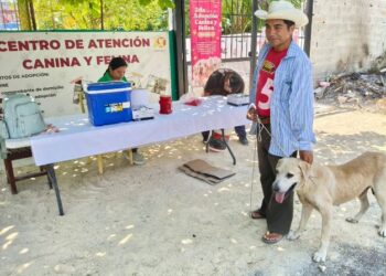 🐶 Vacunan a más de 300 mascotas en Chetumal