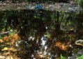 🌿♻️ Invitan a participar en actividades ambientales en Cancún