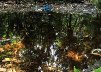 🌿♻️ Invitan a participar en actividades ambientales en Cancún