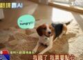 China crean un collar inteligente con IA que traduce a tu mascota en segundos1