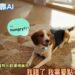China crean un collar inteligente con IA que traduce a tu mascota en segundos1