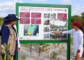 🌿 Cancún refuerza restauración del manglar de Nichupté