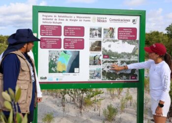 🌿 Cancún refuerza restauración del manglar de Nichupté