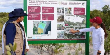 🌿 Cancún refuerza restauración del manglar de Nichupté