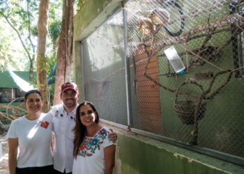 Mara Lezama encabeza rescate de 10 Monos en Playa del Carmen