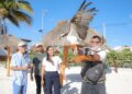 "Rescatan y liberan un águila pescadora en Cancún