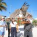 "Rescatan y liberan un águila pescadora en Cancún