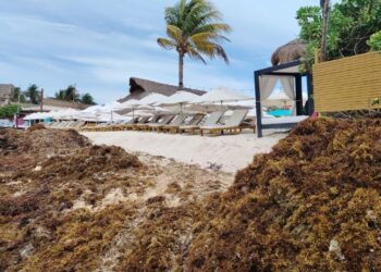 Un esfuerzo de 250 personas combate el recale masivo y logran la recolección de sargazo en Playa del Carmen