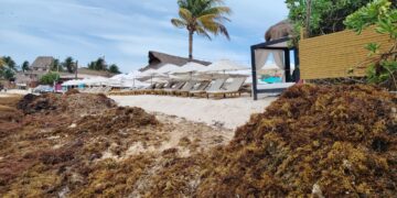 Un esfuerzo de 250 personas combate el recale masivo y logran la recolección de sargazo en Playa del Carmen