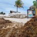Un esfuerzo de 250 personas combate el recale masivo y logran la recolección de sargazo en Playa del Carmen