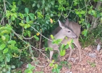 🦌 Venado sorprende con visitas diarias a hotel de Cancún