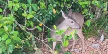 🦌 Venado sorprende con visitas diarias a hotel de Cancún
