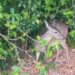 🦌 Venado sorprende con visitas diarias a hotel de Cancún
