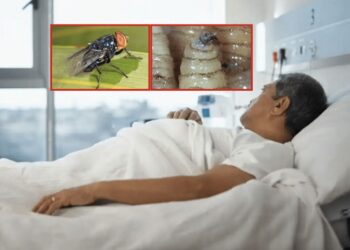 Hidalgo reporta siete nuevos casos de gusano barrenador en humanos
