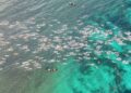 🏊♂️ Cancún recibe competencia mundial de aguas abiertas