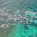 🏊‍♂️ Cancún recibe competencia mundial de aguas abiertas