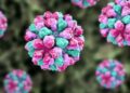 🚨 Otro virus se dispara en crucero; ya hay más de 100 contagios