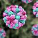 🚨 Otro virus se dispara en crucero; ya hay más de 100 contagios