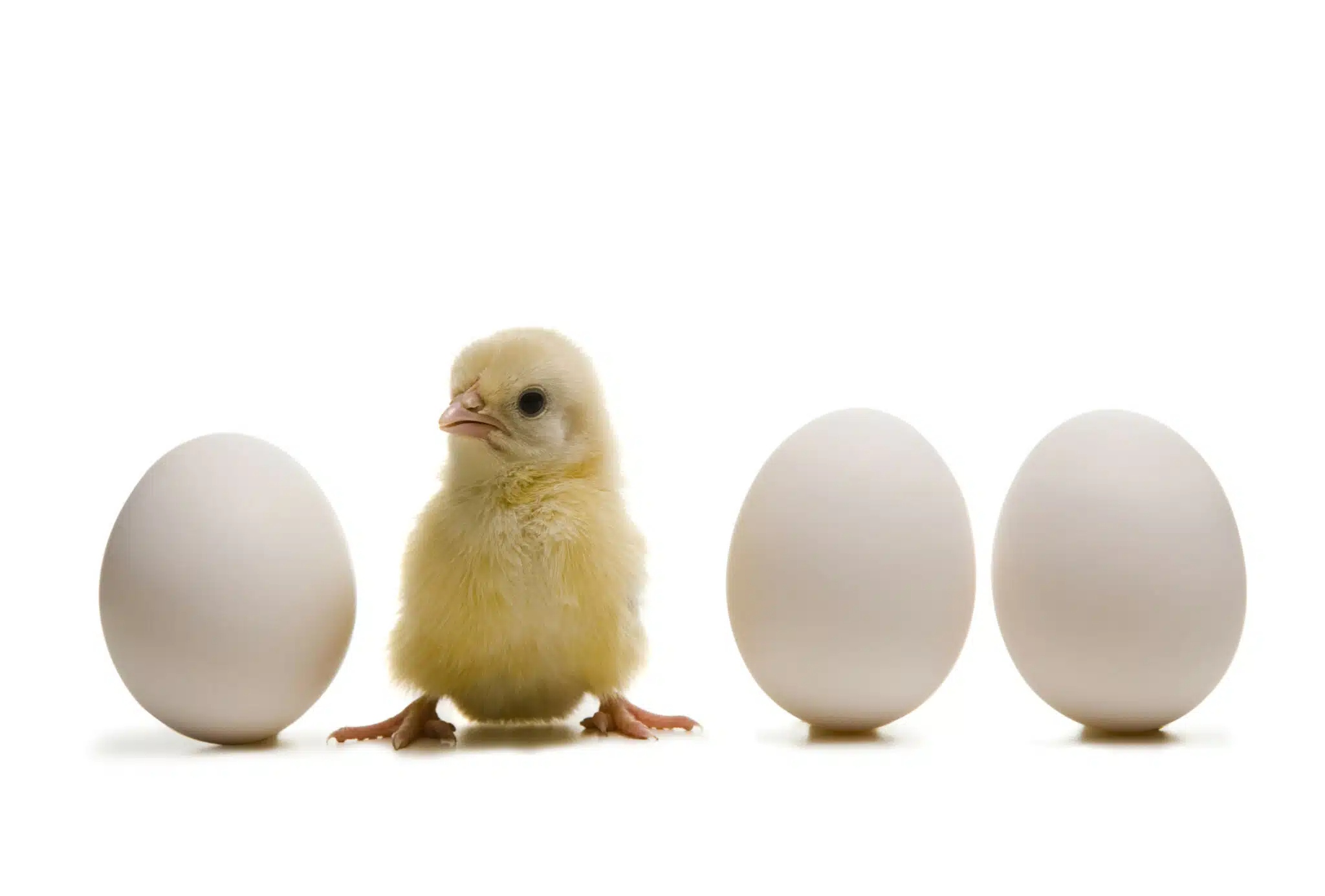 pollo.jpg