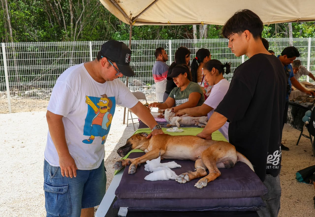 Benito Juárez promueve esterilizaciones gratuitas de mascotas