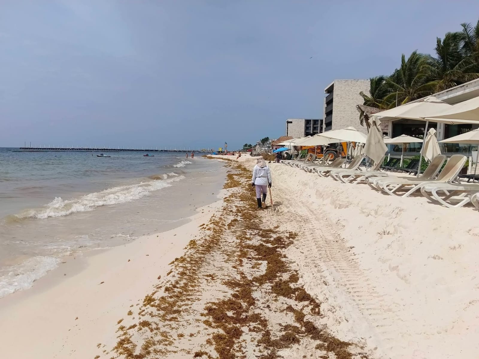 Playa del Carmen prepara subsidios por impacto del sargazo