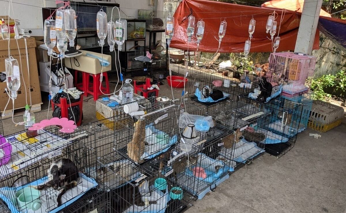 Vietnam rescata a cientos de gatos de red de carne ilegal
