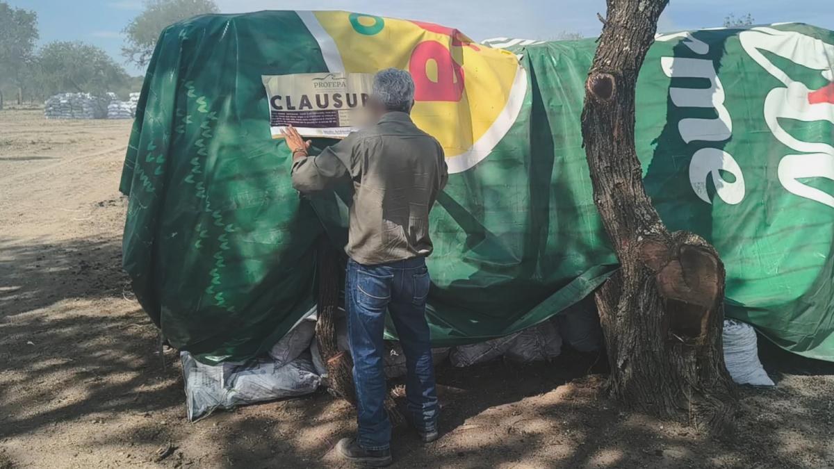 Profepa clausura carbonera y sanciona empresa en Durango