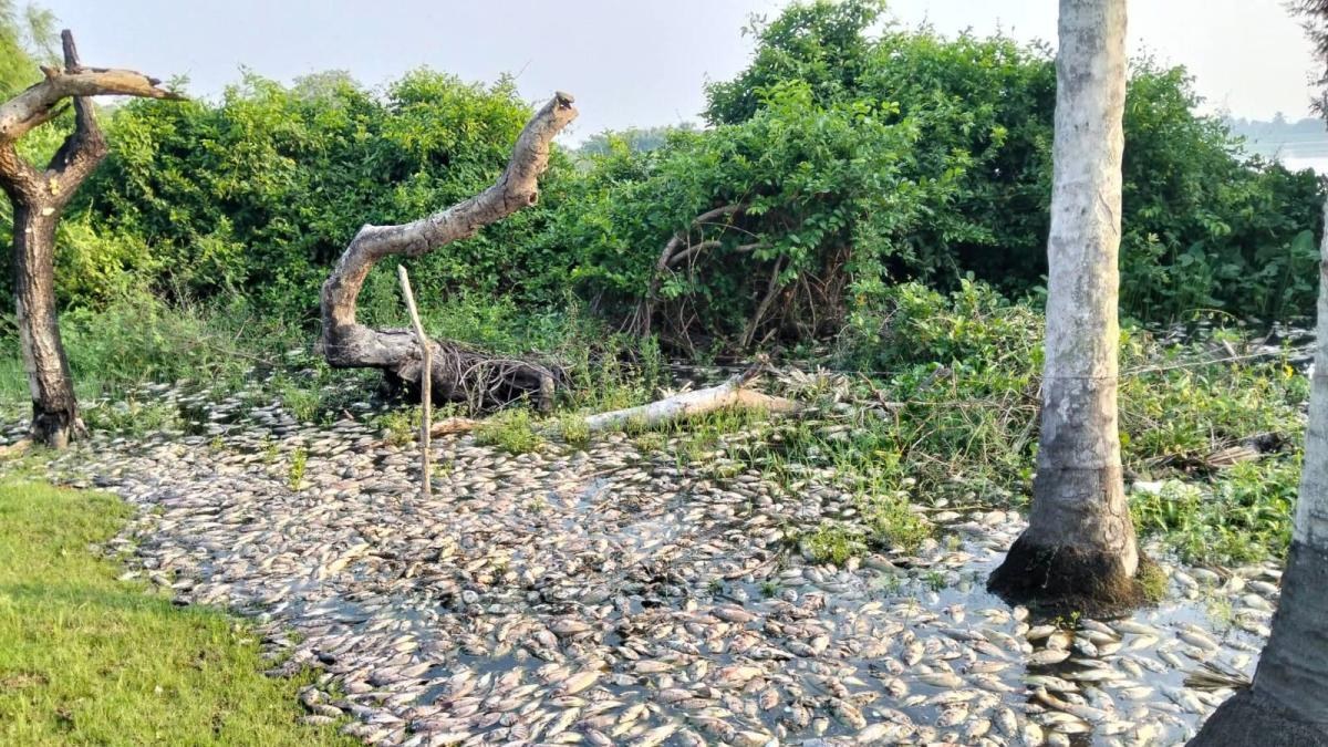 Exigen acción urgente por emergencia ambiental en río Papaloapan
