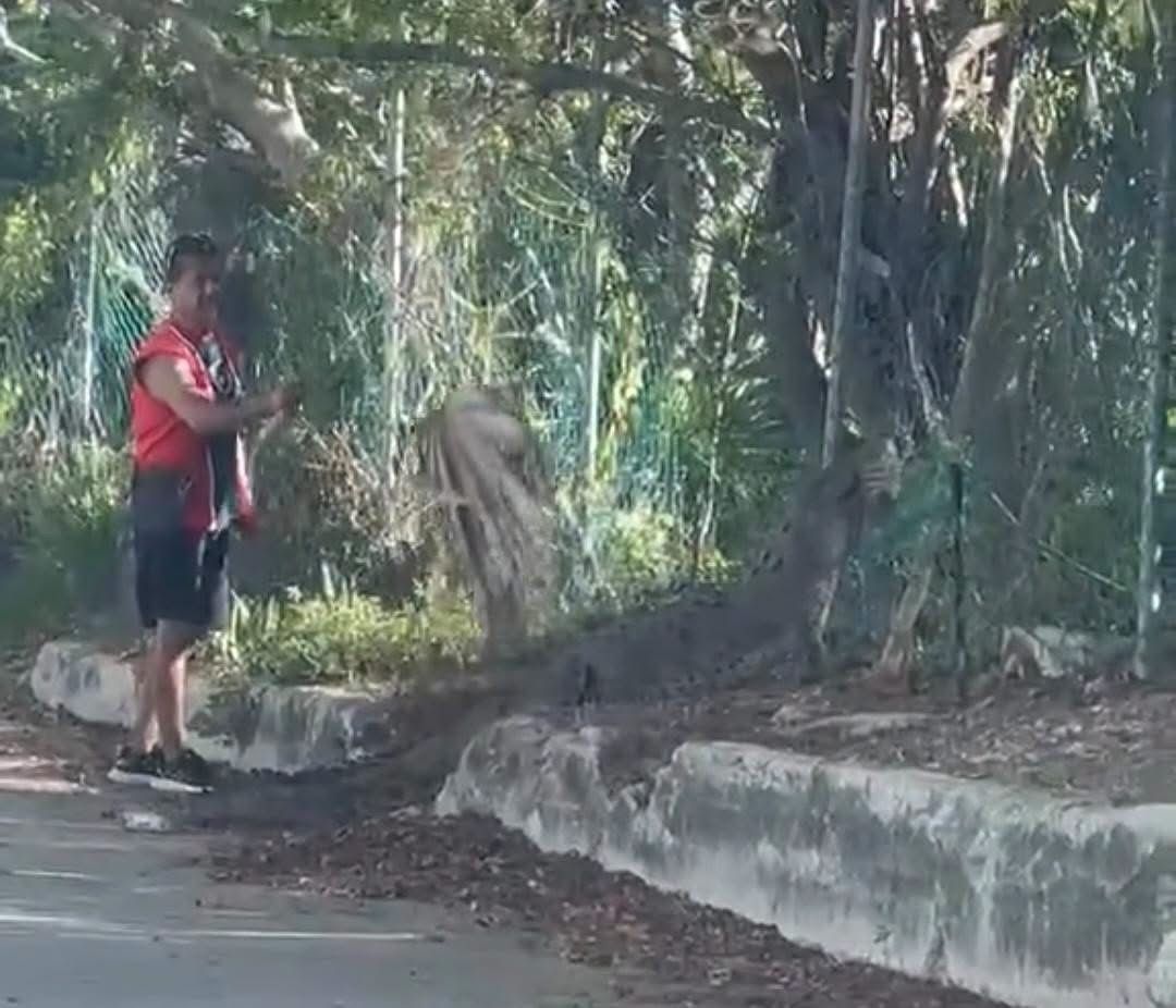 Hombre ahuyenta cocodrilo en colonia Donceles 28 Cancún