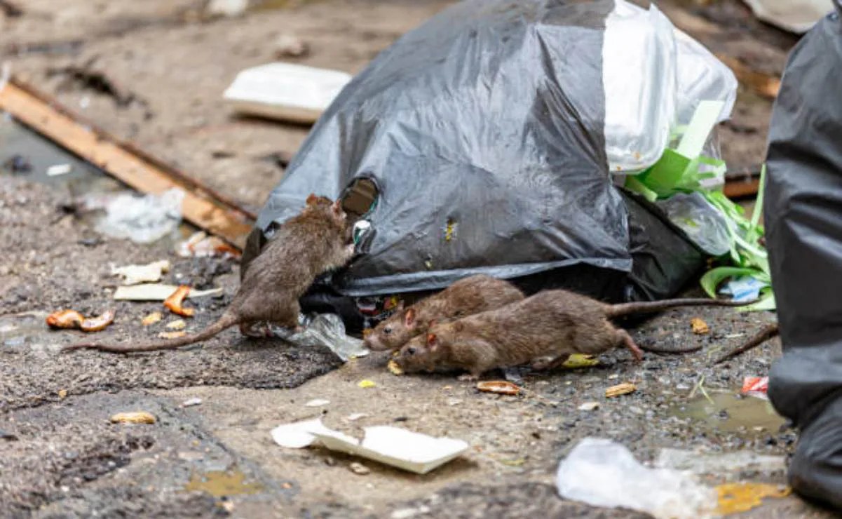 Roedores en NY mutan y resisten pesticidas comunes