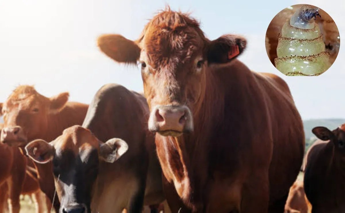 FAO y OIEA lanzan plan contra gusano barrenador