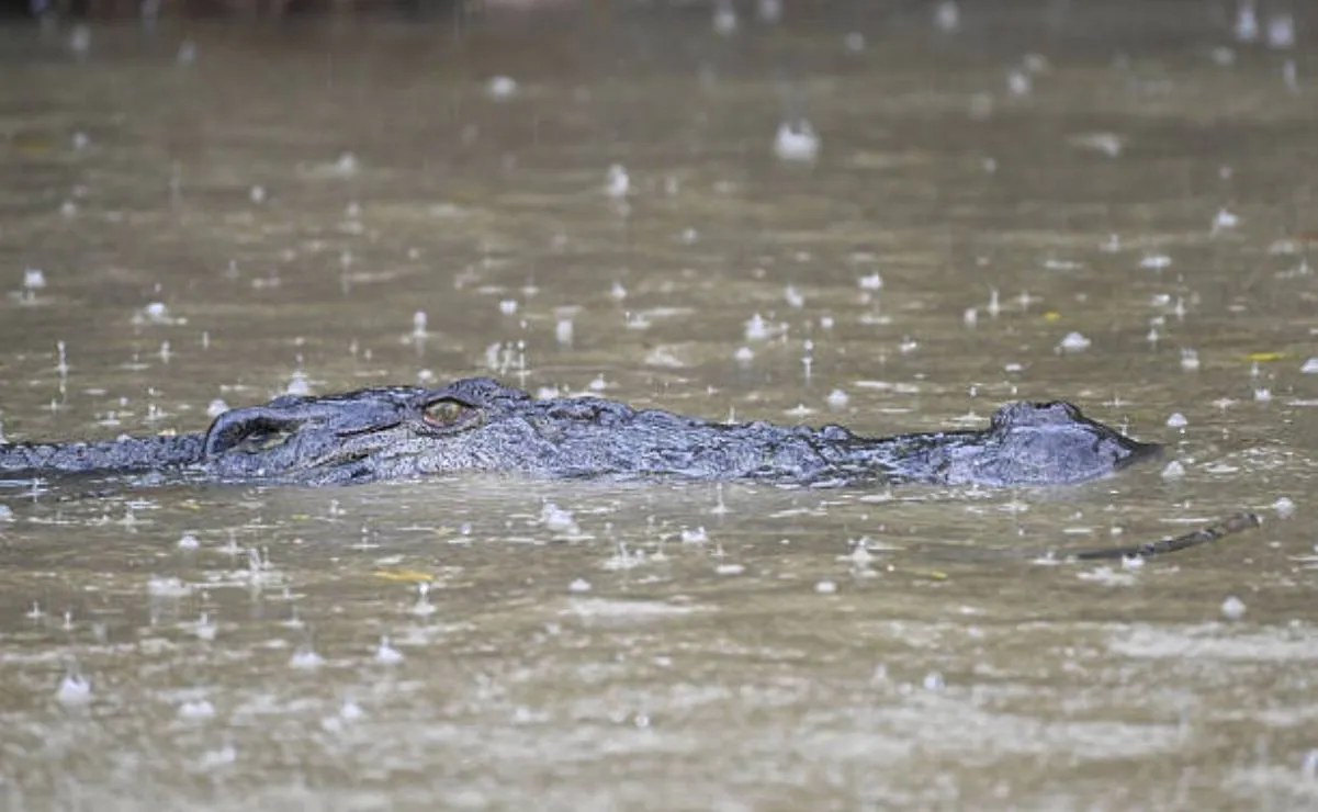 Niño de 3 años cae en fosa con cocodrilos en Inglaterra