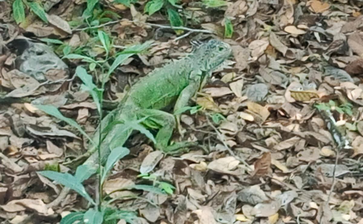 Profepa libera 19 iguanas en manglar de Michoacán