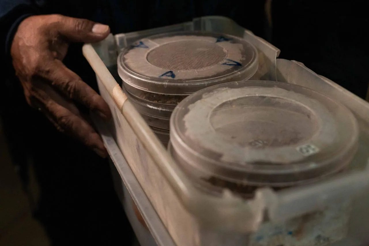 Biofábrica en Chiapas producirá moscas para controlar plaga
