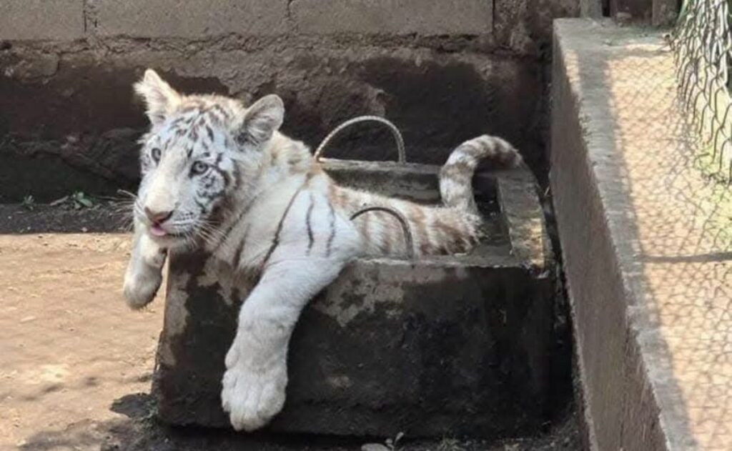 Hallan zoológico clandestino con felinos en Chalco