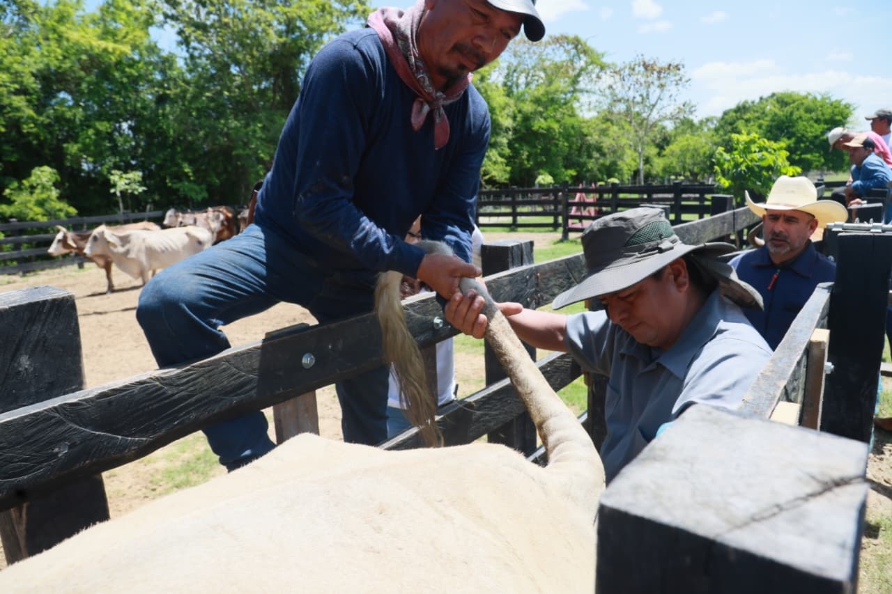 Quintana Roo entrega apoyo histórico para ganadería