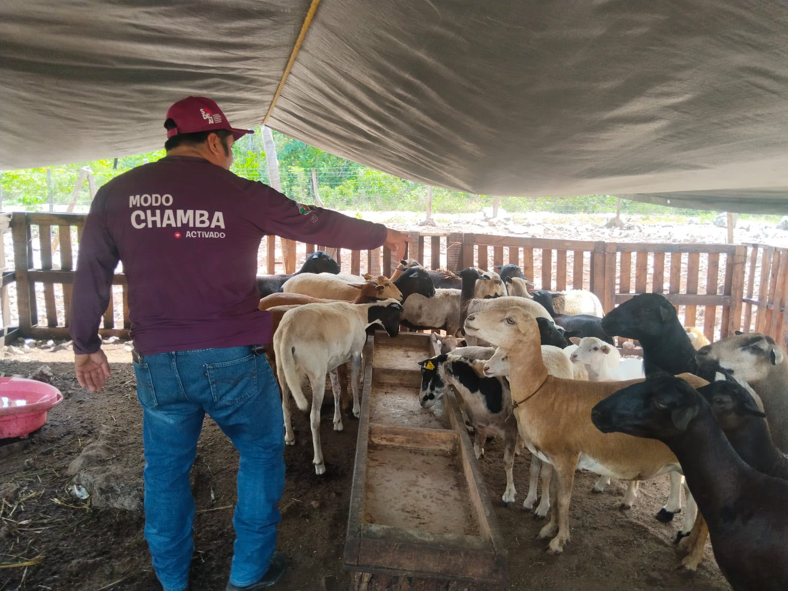 Playa del Carmen impulsa atención veterinaria rural