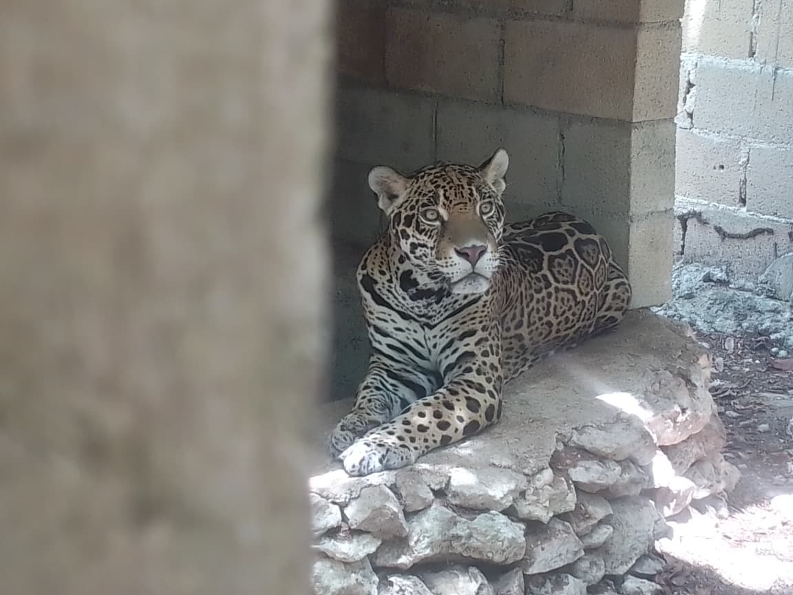 Rescatan 15 ejemplares de fauna silvestre en Playa del Carmen