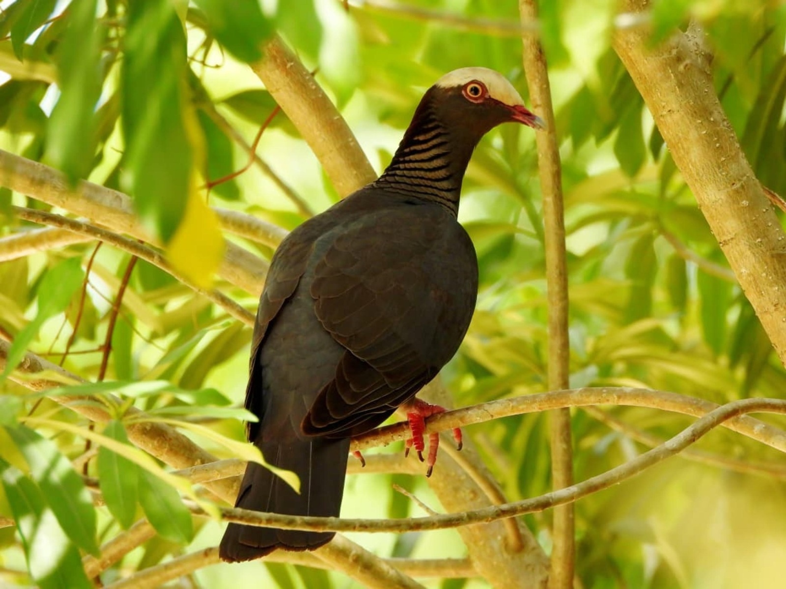 Jornada de observación de aves en Cozumel