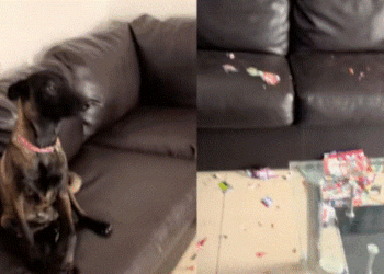 VIDEO🐶💥 Perrito destruye álbum del Mundial y se vuelve viral