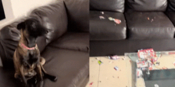 VIDEO🐶💥 Perrito destruye álbum del Mundial y se vuelve viral