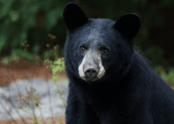 VIDEO🐻🚨 Oso prófugo de la justicia