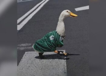 El pato Merlín, fenómeno viral en la 'mañanera'