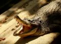 Niño herido tras ataque de cocodrilo en zoológico UK