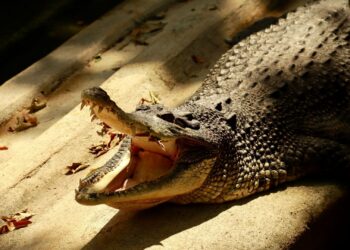 Niño herido tras ataque de cocodrilo en zoológico UK
