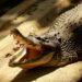 Niño herido tras ataque de cocodrilo en zoológico UK