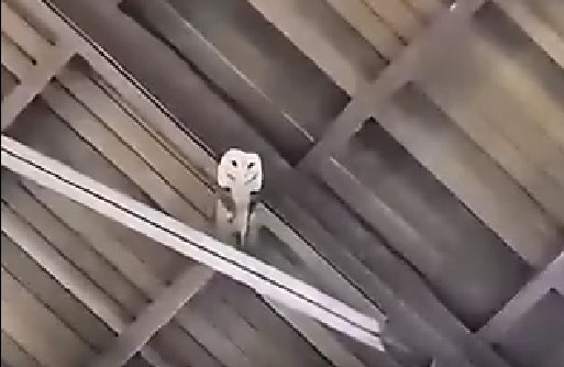 Video viral muestra lechuza en templo mexicano