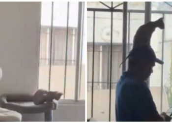 VIDEO;🐱 Gatita viral sorprende al supervisar a un trabajador