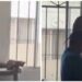 VIDEO;🐱 Gatita viral sorprende al supervisar a un trabajador